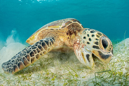Green sea turtle (Chelonia mydas) Misool, Raja Ampat, West Papua, Indonesia. Ceram Sea. Tropical West Pacific Ocean. 