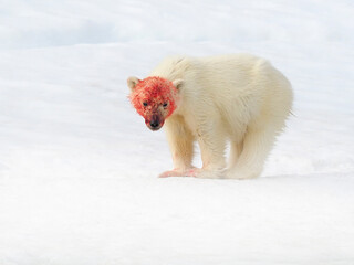 Polar bear (Ursus arctos) cub with blood on face after eating fresh seal kill, Svalbard, Norway, July.