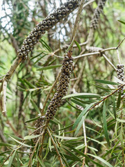 Callistemon fruit bright red close-up