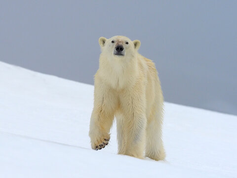 Polar Bear (Ursus arctos) female low angle portrait, Svalbard, Norway