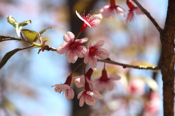 pink cherry blossoms in the garden beautiful and natural with green bokeh background.