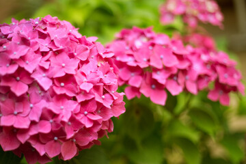 Close up vivid pink hortensia fresh flowers blur background.
