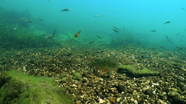 Underwater footage of swimming European perch (Perca fluviatilis). Beautiful underwater river habitat. Freshwater fish swimming in the clean river. Diving in freshwater. Snorkeling.