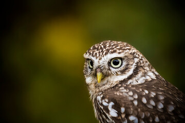 Little owl in close up with dark background