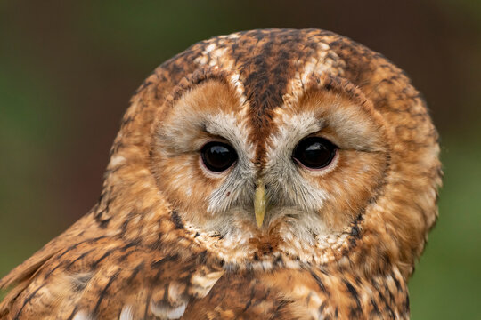 Closeup of tawny owl in soft lighting on overcast day