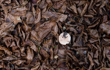 Autumn mushroom among dried fallen brown autumn leaves close-up. Flat lay