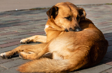 Big red dog close-up lies resting on sidewalk of pedestrian zone