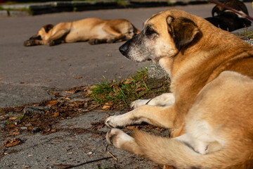 Big red dog close-up lies resting on sidewalk of pedestrian zone