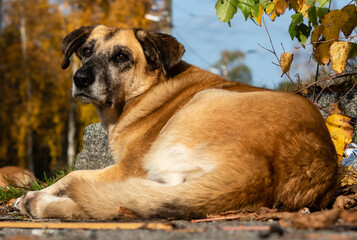 Big red old dog close-up resting on sidewalk of pedestrian zone