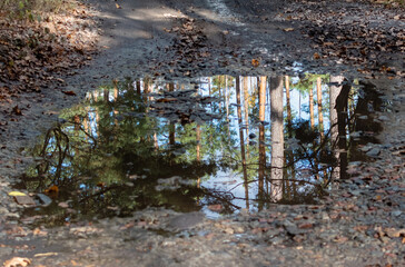 Bright colored reflection of picturesque forest and blue sky in puddle of water on forest road in autumn