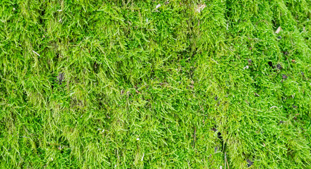Bright green moss. Dense stems of green moss close-up. Flat lay