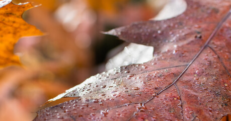 Close-up dew drops on red maple leaf on a blurred autumn background