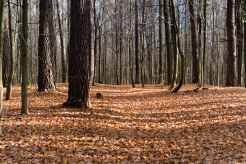 Naked autumn forest. Tree trunks in autumn forest with dry fallen leaves in sunlight