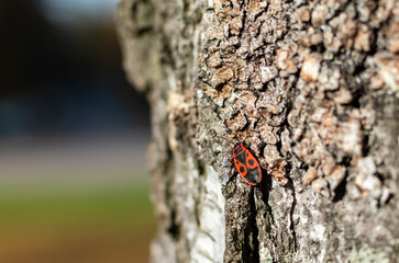 Red beetle with black ornament on bark of tree close-up on blurred colorful background