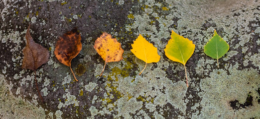 Six withering autumn birch leaves close-up on granite covered with green mold