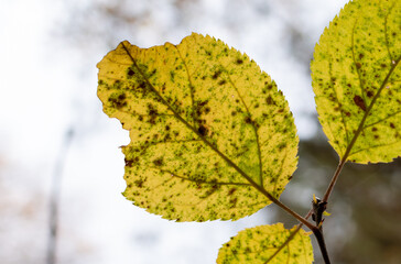 Yellow autumn leaf close-up against backlit light sky