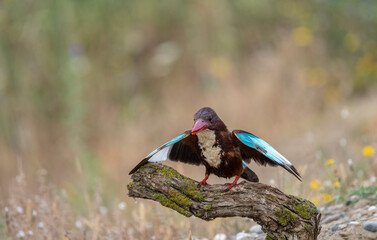 Halcyon smyrnensis ; Turkish name is Izmir Kingfisher
