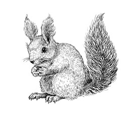Hand drawn black ink sketch of Squirrel isolated on white background. Vector illustration of forest animal. Vintage engrave of Squirrel - 542716830