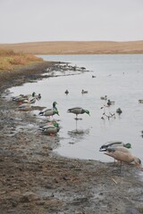 A decoy spread of water and field decoys 