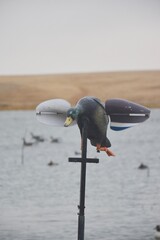 Wind-driven spinning wing decoy 