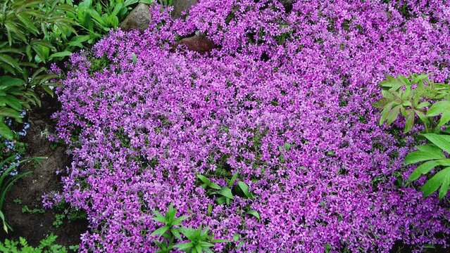 Ornamental garden plant with numerous fragrant flowers collected in a large inflorescence on top of a lilac stem styloid phlox.