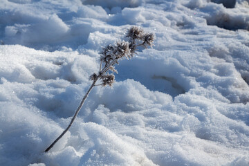 small plant details in the snow
