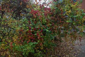 A bush stands by the road in the fall
