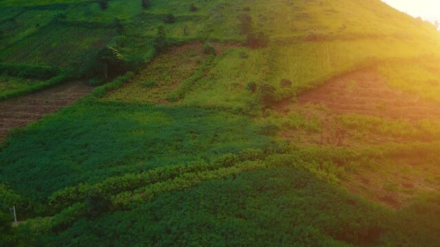 Aerial view of Chu Dang Ya volcano mountain with Da Quy flower or Tithonia diversifolia flower near Pleiku city, Gia Lai province, Vietnam