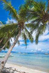 Fototapeta na wymiar Scenic photo framed by coconut trees tilted towards the beach. Multiple outrigger boats docked near the shore. At Dumaluan Beach in Panglao Island, Bohol, Philippines.