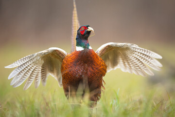 Common pheasant Phasianus colchius Ring-necked pheasant in natural habitat, blue background,...