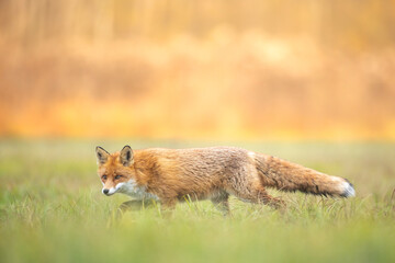 Fox Vulpes vulpes in autumn scenery, Poland Europe, animal walking among autumn meadow in blurred background	