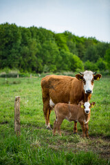 Fototapeta na wymiar old cow and calf in the meadow