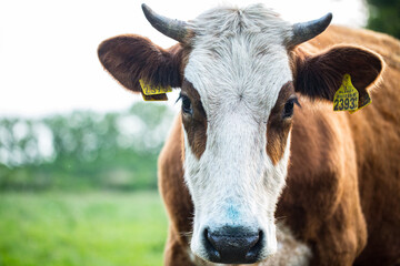 portrait of a cow