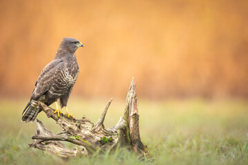 Common buzzard Buteo buteo buzzard in natural habitat, hawk bird on the ground, predatory bird close up