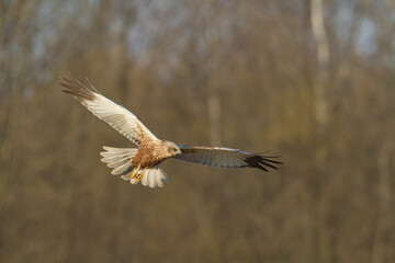 Flying Birds of prey Marsh harrier Circus aeruginosus, hunting time Poland Europe
