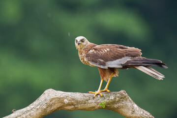 Flying Birds of prey Marsh harrier Circus aeruginosus, hunting time Poland Europe