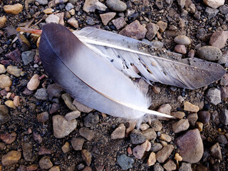 Feathers on Gravel Texture