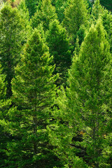 Pine Trees Forest in Mountains Lush Green Foliage