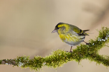Bird Siskin Carduelis spinus male, small yellow bird, winter time in Poland Europe	