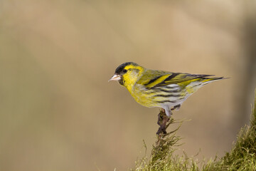 Bird Siskin Carduelis spinus male, small yellow bird, winter time in Poland Europe	