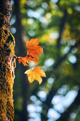 Herbstfarben sonnig