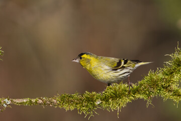 Bird Siskin Carduelis spinus male, small yellow bird, winter time in Poland Europe	