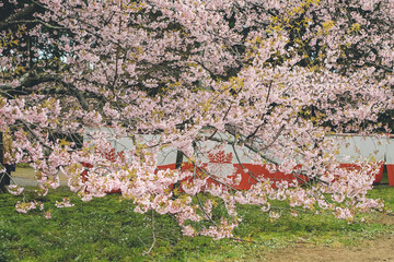 Cherry blossoms in Kyoto in the temples of Daigo Ji 10 April 2012