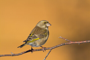 European greenfinch Chloris chloris or common greenfinch songbird winter time blurred background