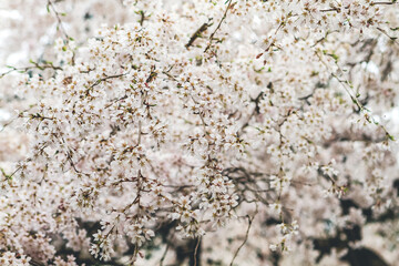 Cherry blossoms in Kyoto in the temples of Daigo Ji 10 April 2012