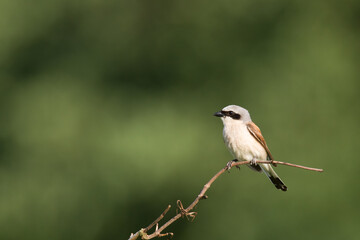 Bird - red-backed shrike Lanius collurio hunting time, male bird sitting on the branch, Poland Europe summer time