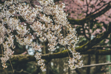 Cherry blossoms in Kyoto in the temples of Daigo Ji 10 April 2012