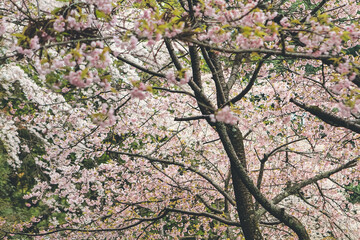 Cherry blossoms in Kyoto in the temples of Daigo Ji 10 April 2012