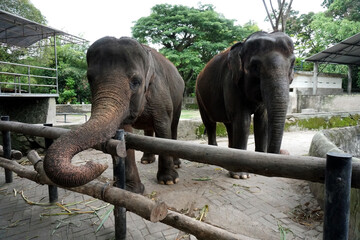 elephant in the tropics zoo taken close up  