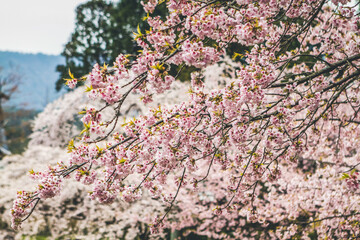 Cherry blossoms in Kyoto in the temples of Daigo Ji 10 April 2012